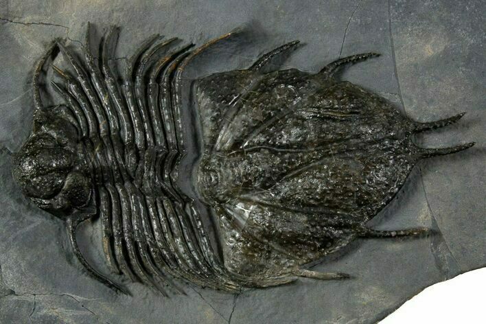Extremely Rare Acanthopyge Haueri Trilobite - Mrakib, Morocco #339407